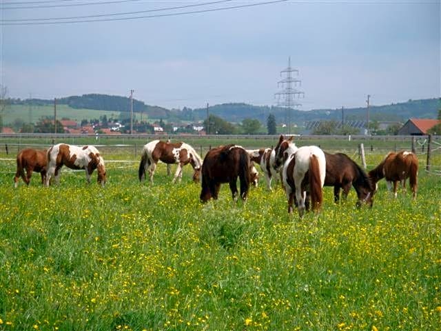 Chrom Ranch Reiterhof