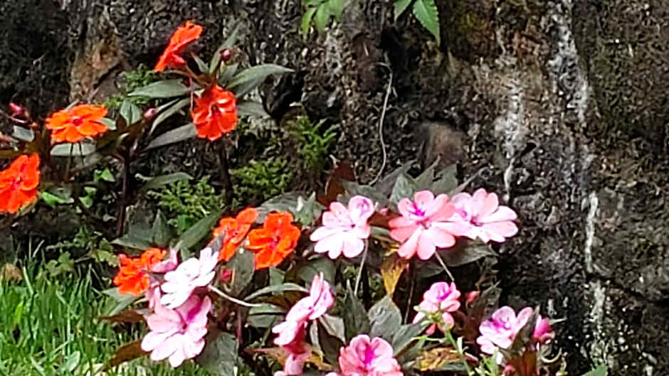 Pousada Beija Flor-Lumiar - Piscinas e Café