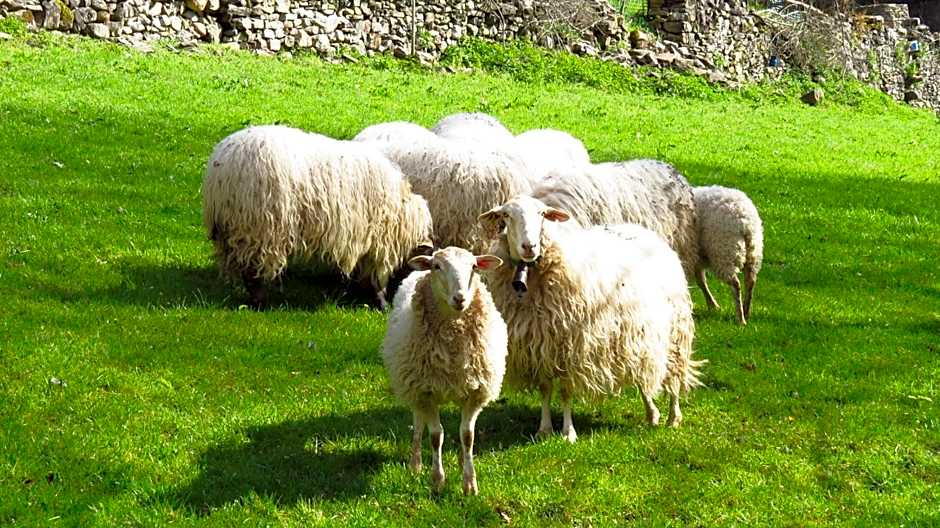 Albergue Olasenea Aterpea