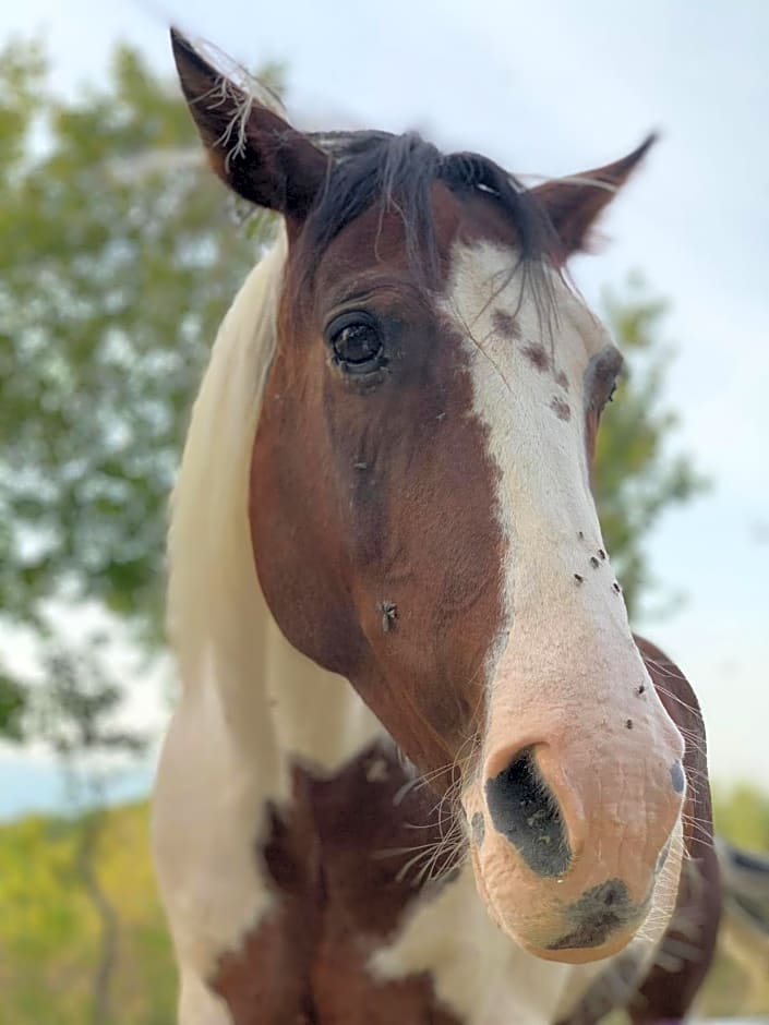 Terrae Eremis: Ristorante, Bar, B&B