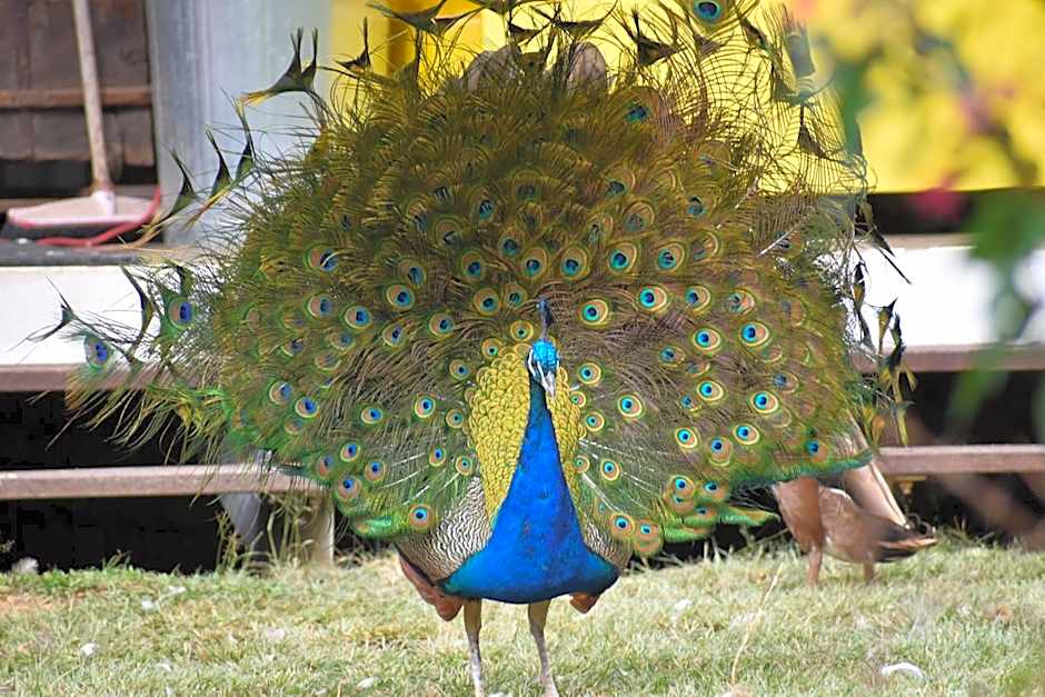 Gold Coast Tree Houses