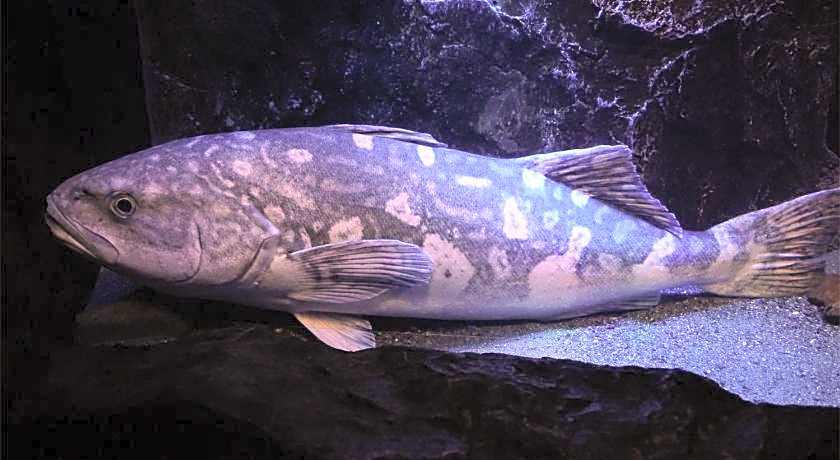 Toyoko Inn Fujisan Numazu-Eki Kita-Guchi No.1