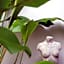 Nyne Hotels Lake Lodge - Colombo