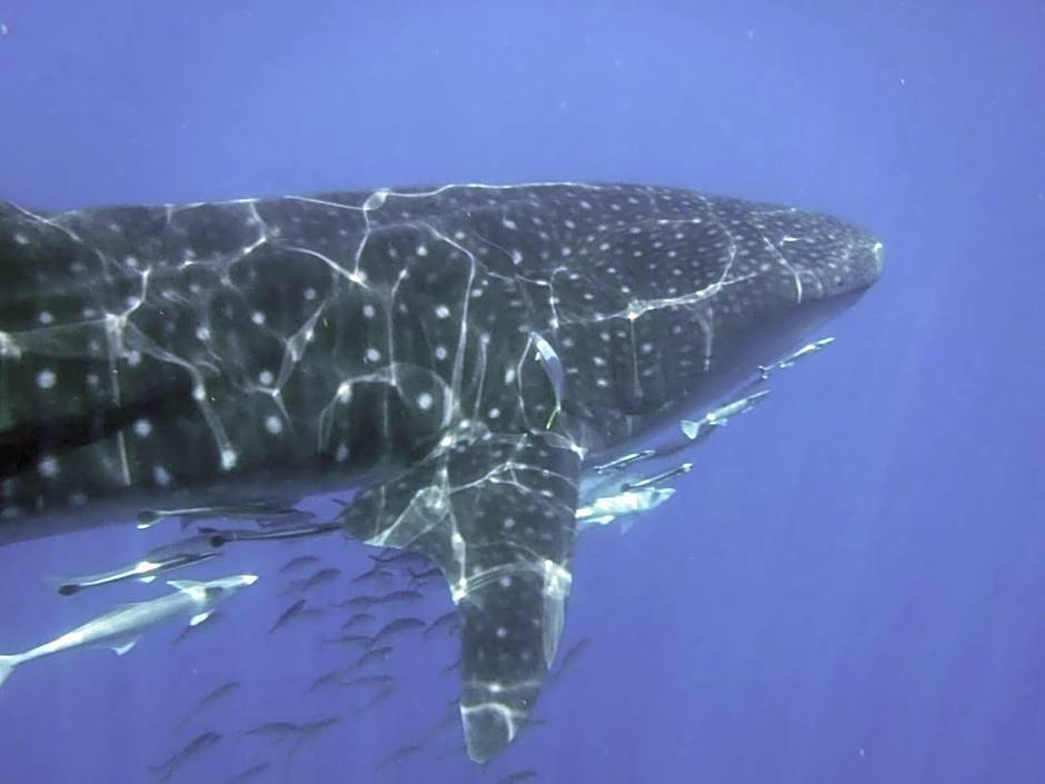 Basecamp Mafía Island