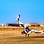 Desert Sands Dakhla