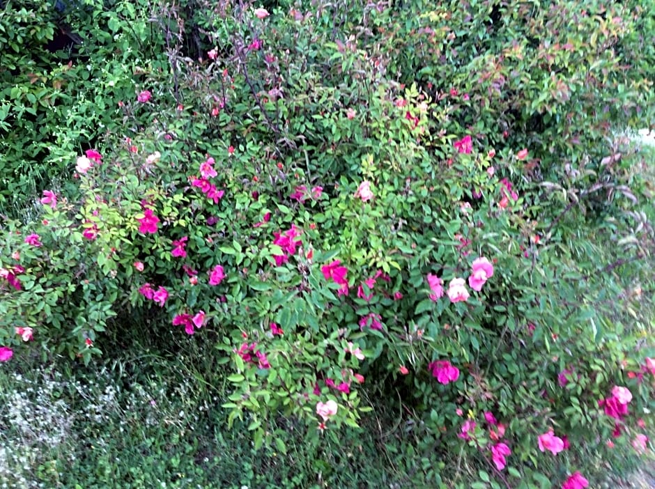 B&B Villa Rossana