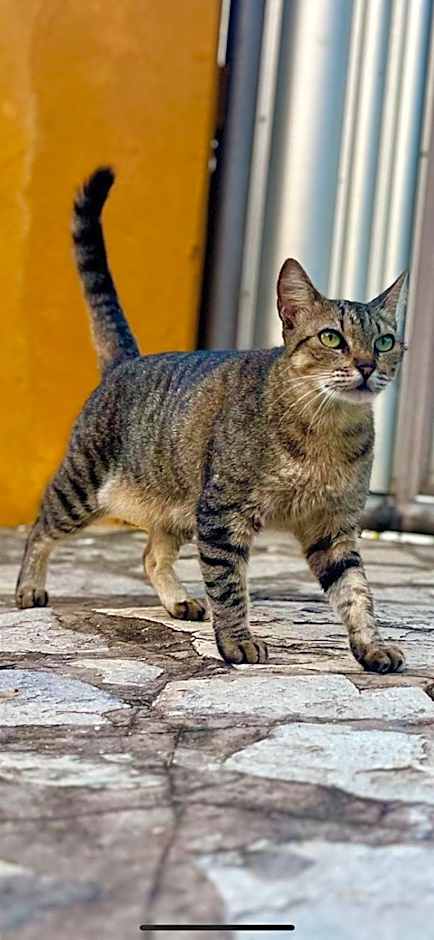 Pelados Beach Hostel