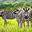 Zebras Crossing