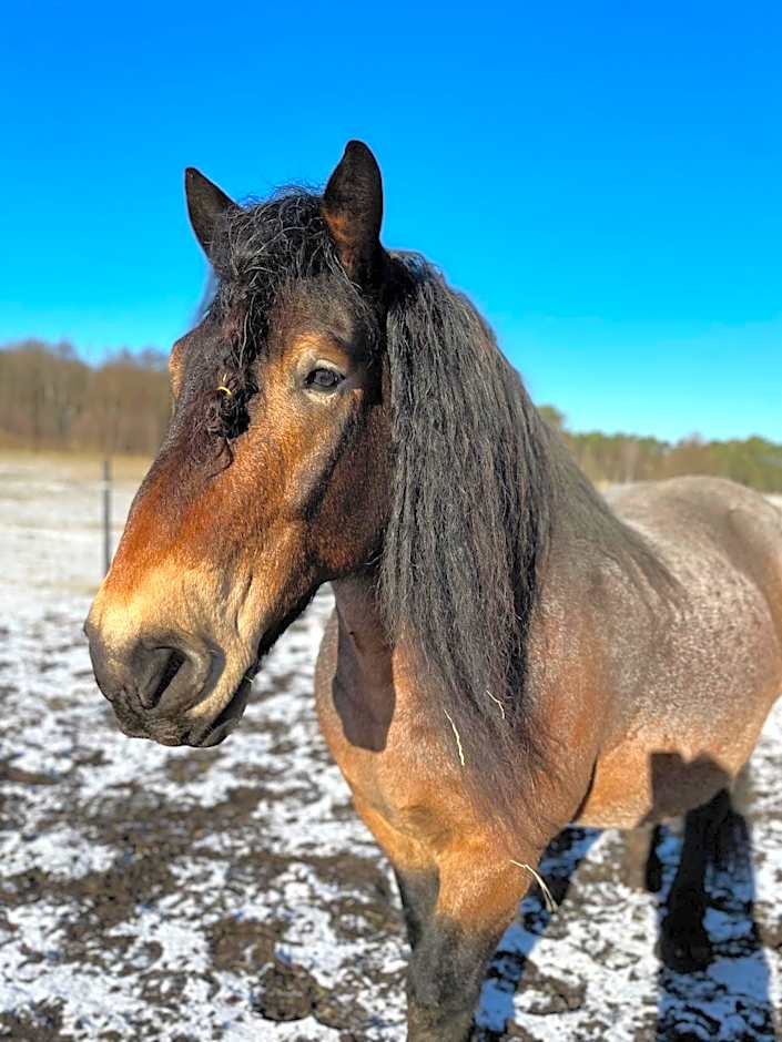 Eichenhof Hotel Garni
