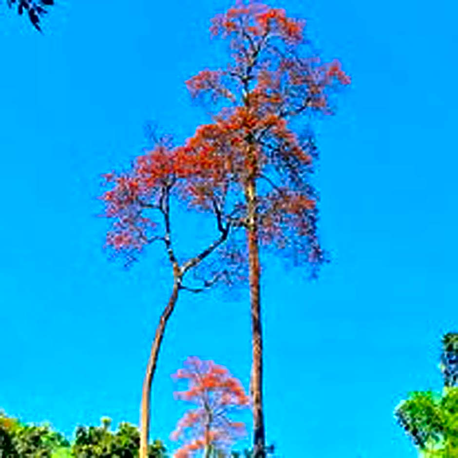 Akha Hill House Hotel