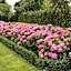 B&B Hortense