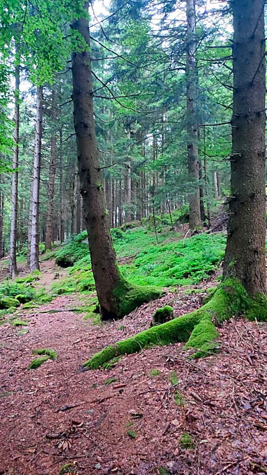 Stressless aktivCARD Bayerischer Wald inklusive