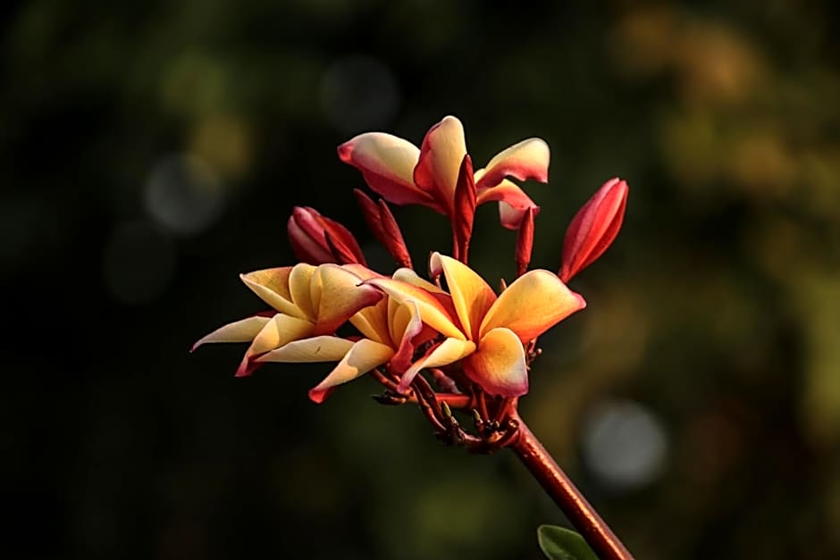 BaanRai KhunYa บ้านไร่คุณย่า