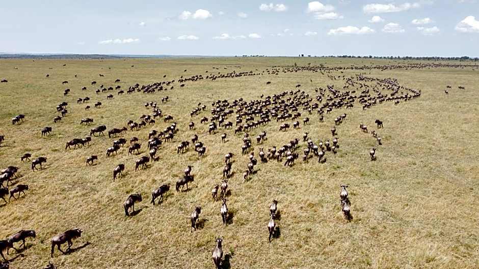 Africa Safari Serengeti Ikoma