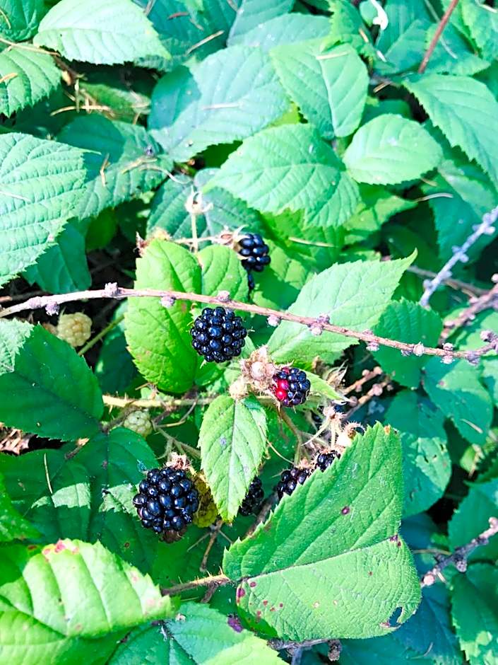 Pod Gromadzyniem Resort