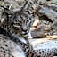 Hotel Selwo Lodge - Animal Park Tickets Included