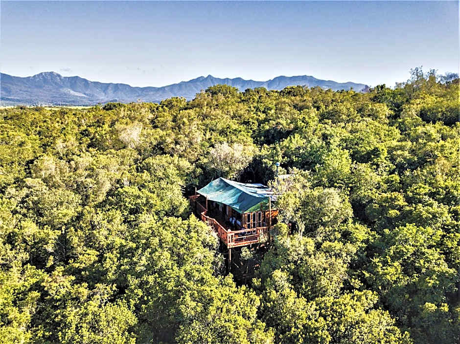 Teniqua Treetops