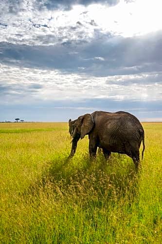 Olare Mara Kempinski