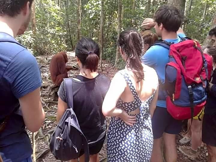 ORANGUTANTREKSUMATRA & LOVELY JUNGLE LODGE only book IF you are treking with us