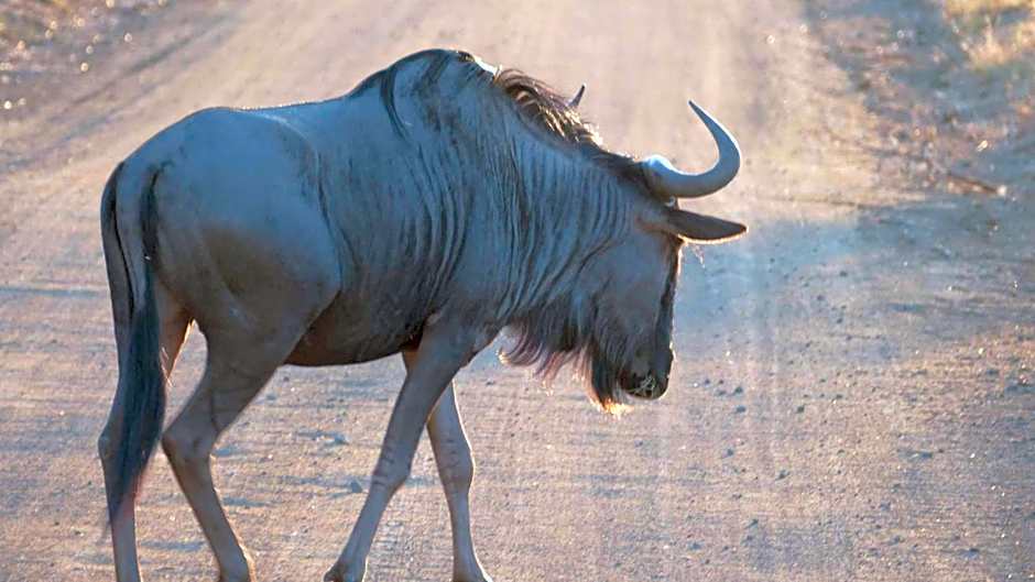 Morokolo Safari Lodge Self-catering