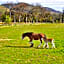 Peggyslea Farm B&B