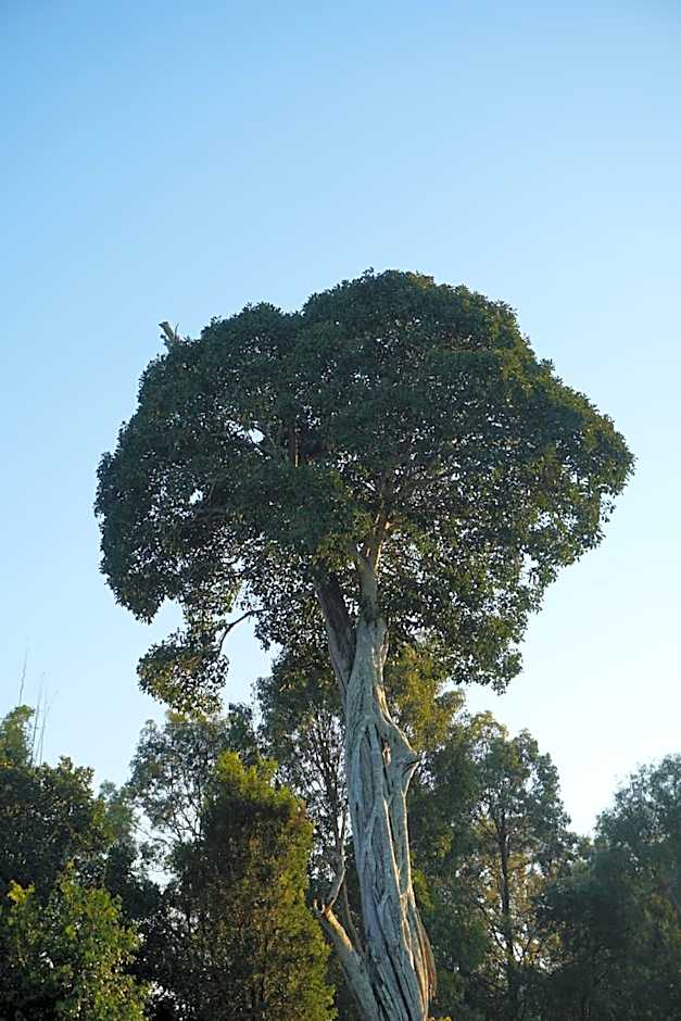 Narangba Motel (formerly Brisbane North B&B and Winery)