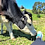 Pukeatua Farmstay