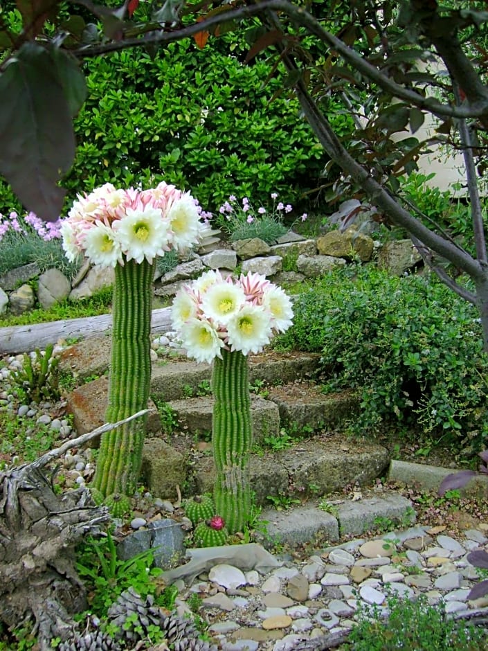 La Paloma B&B di Charme