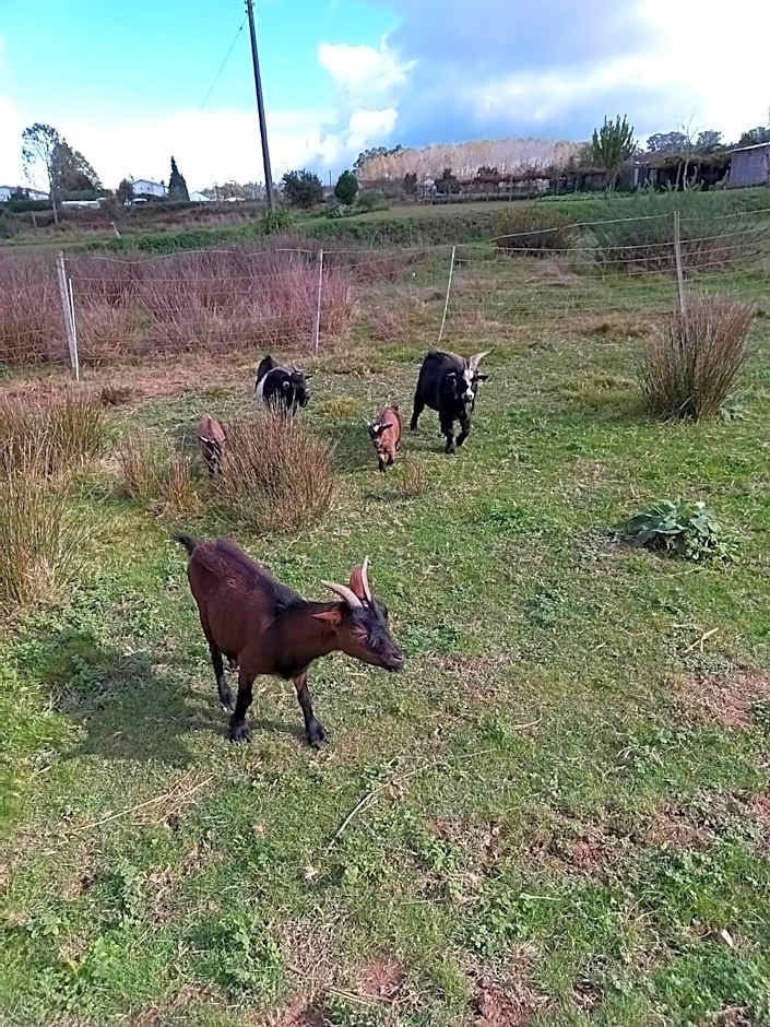 Casa da Avó Miquinhas
