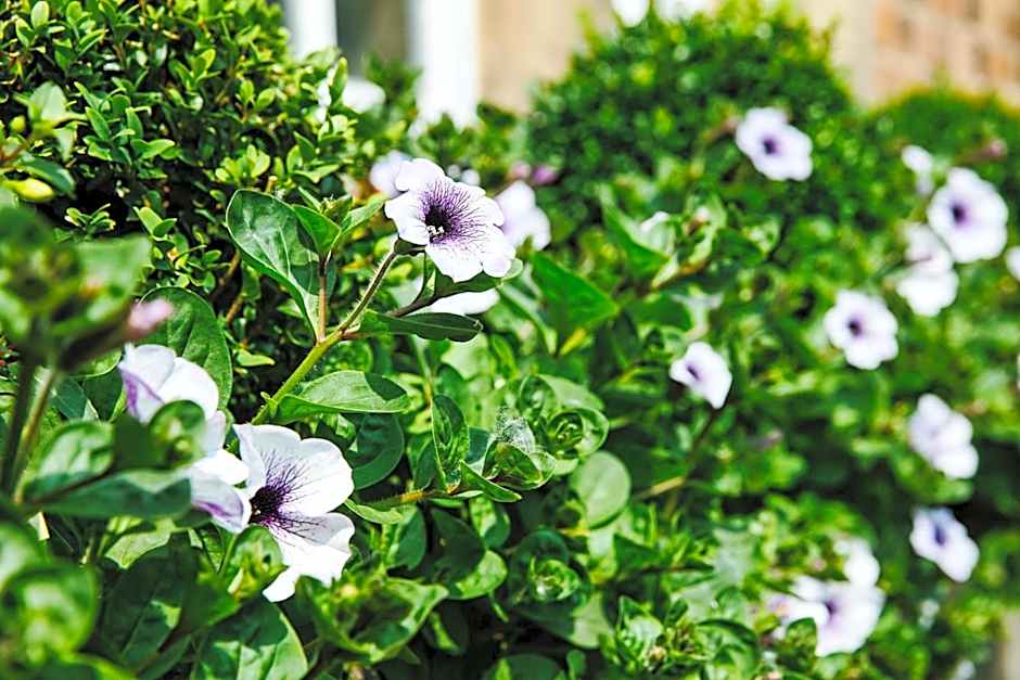 Willington Hall Hotel