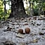 Eco Aldea kinich Ahau en Calakmul