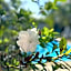 Paraty Jardins Pousada