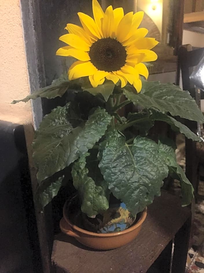 Il girasole