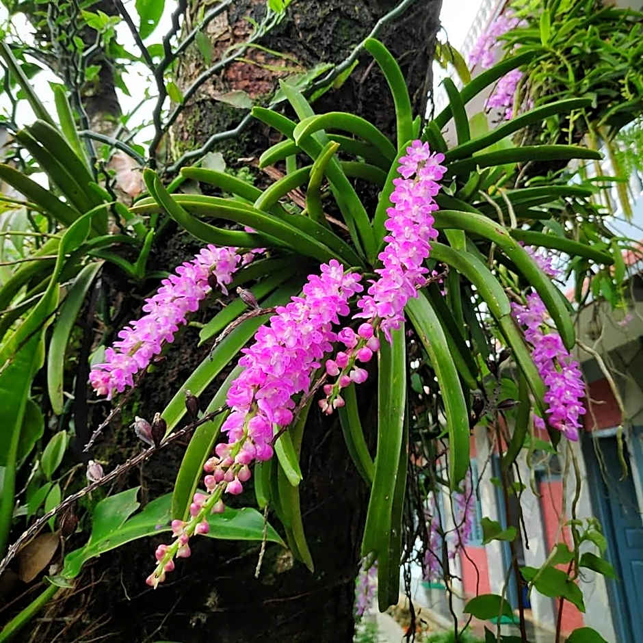 Hotel Mountain View - Lakeside Pokhara