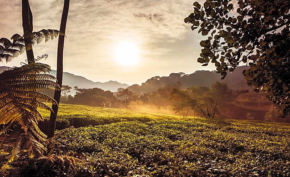 One and Only Nyungwe House