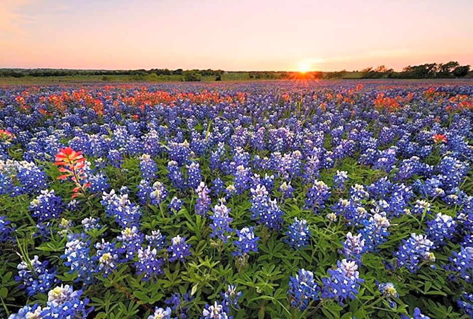 Holiday Inn Express Hotel & Suites Waxahachie By IHG