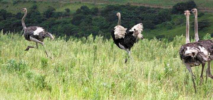 Rain Farm Game Lodge