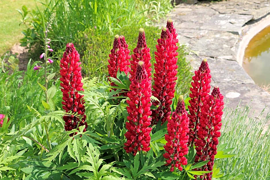 Mortimer Trail B and B