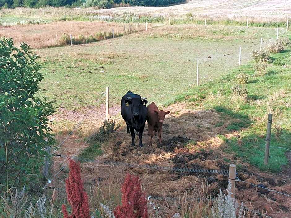 Rikke og Franks Svineri