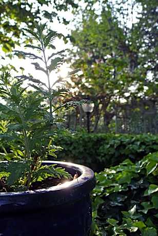 Deluxe Room with Terrace