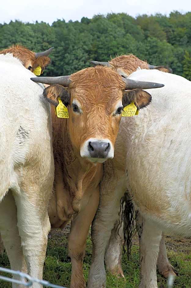 LindenGut Bio Hotel & Bio Herberge