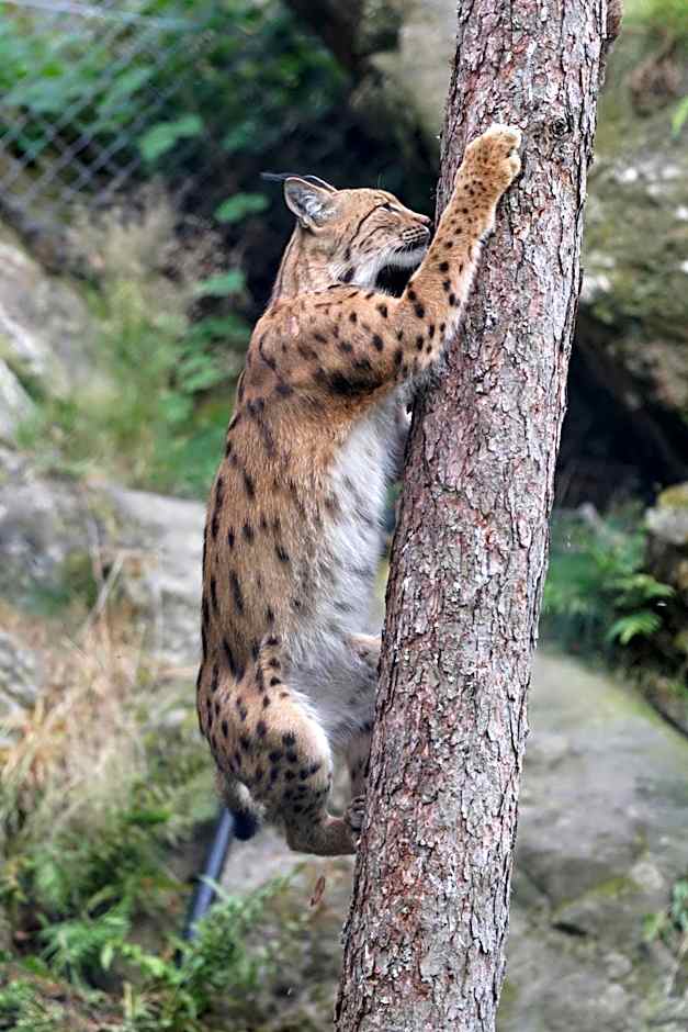 Zoo des Marécottes Boutique Hôtel