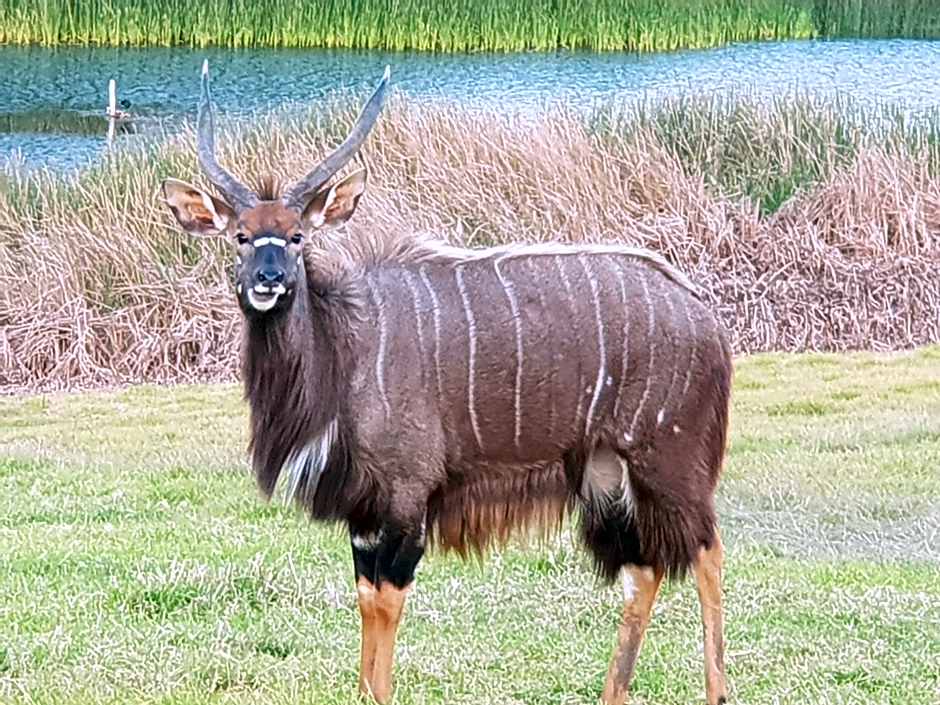 Buff & Fellow Eco Cabins