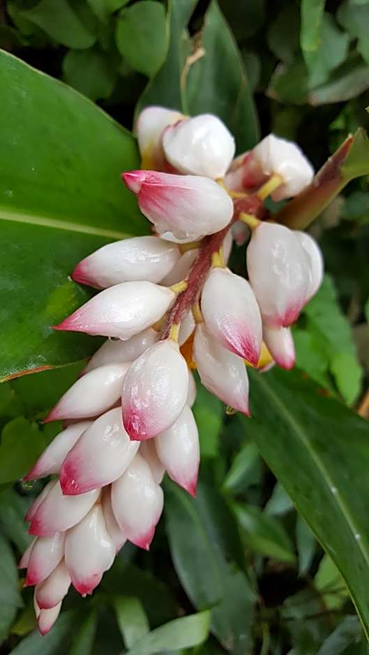 The Caribbean Court Boutique Hotel