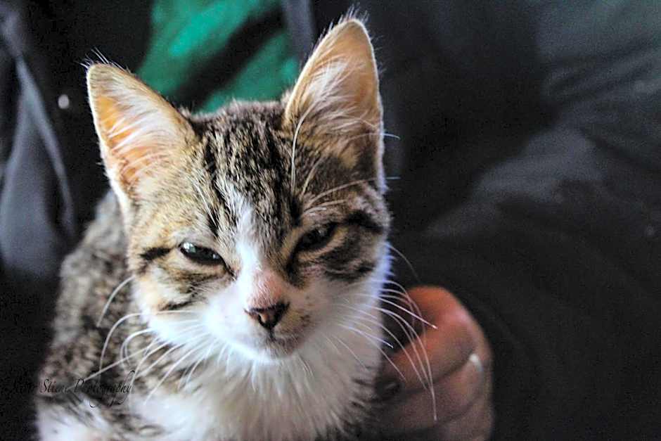 Tomah Retreat - Studio RELAX with fireplace