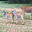 Kigeni Safari Lodge & Spa
