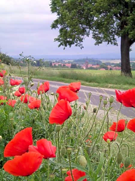 Gîtes et chambres d'hôtes Maison Ungerer