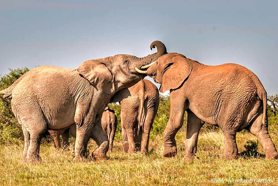 Addo Elephant Safari Lodge - Bellevue Forest Reserve