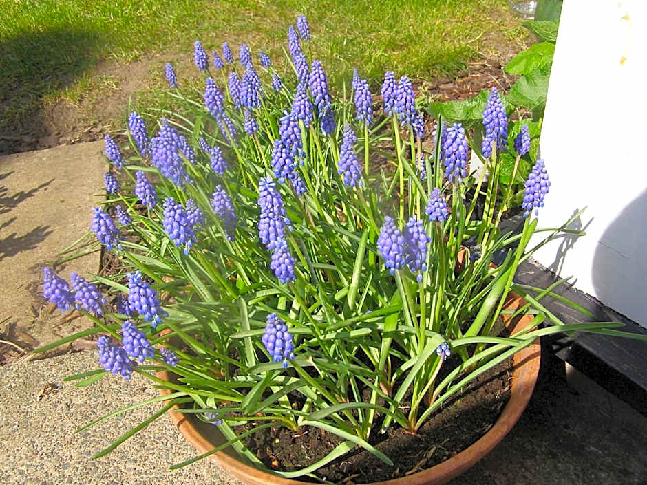 Anton Guest House Bed and Breakfast