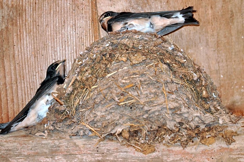 la grange aux hirondelles